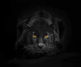 Foto auf Acrylglas Panther