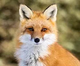Foto auf Leinwand Fuchs