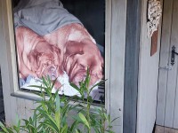 Kuschelige Hunde im warmen Zuhause