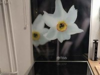 Elegante Narzissen auf kontrastierendem Hintergrund