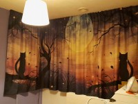 Nächtliche Katzenromantik